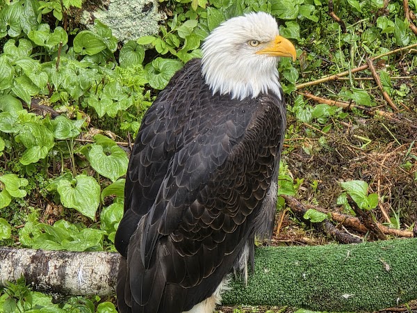 Alaska Raptor Center 1