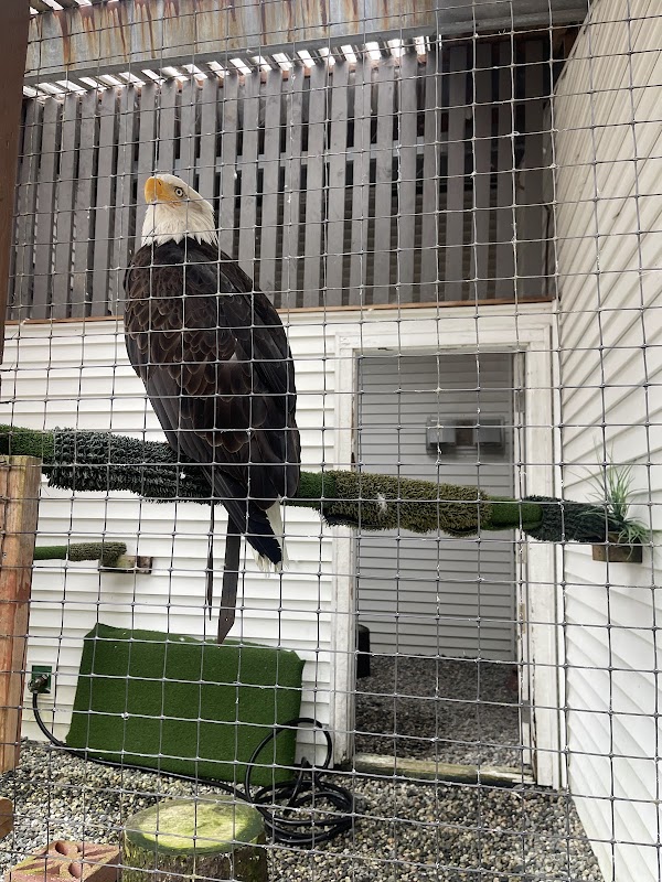 Alaska Raptor Center 5