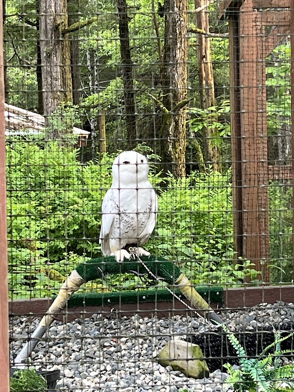 Alaska Raptor Center 4