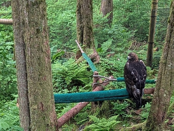 Alaska Raptor Center 3