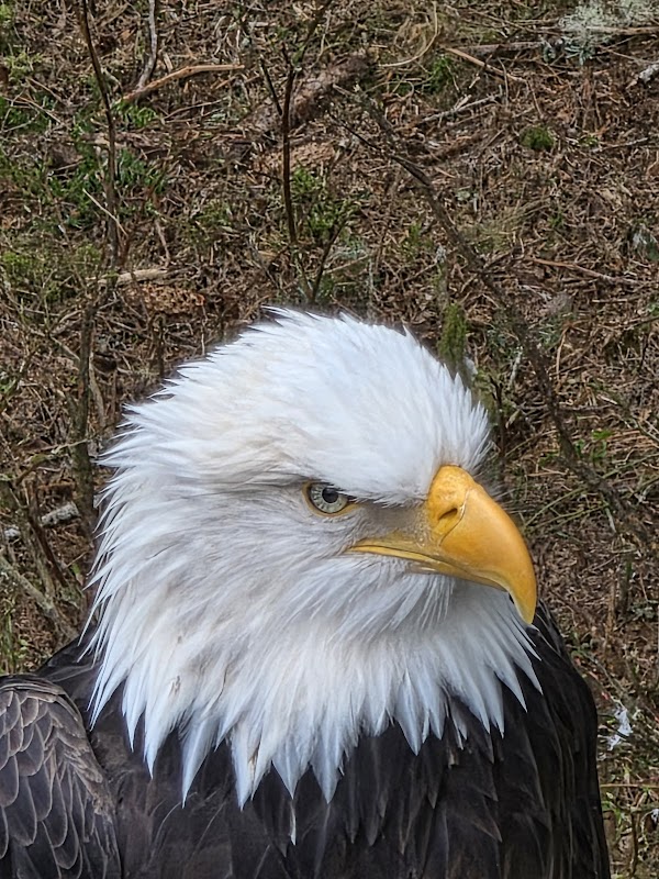 Alaska Raptor Center 2