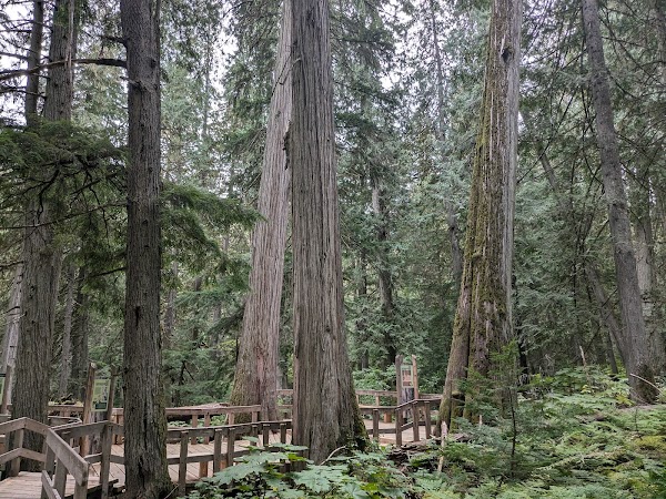 Mount Revelstoke National Park 3