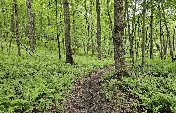 Soldiers Delight Natural Environment Area 2