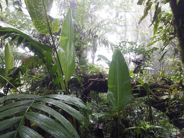 Monteverde 5