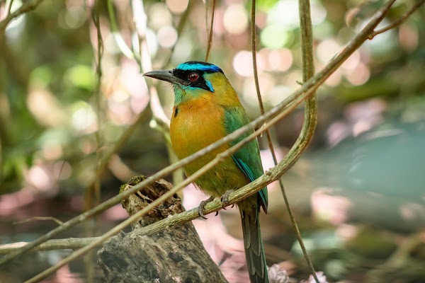 Monteverde 2
