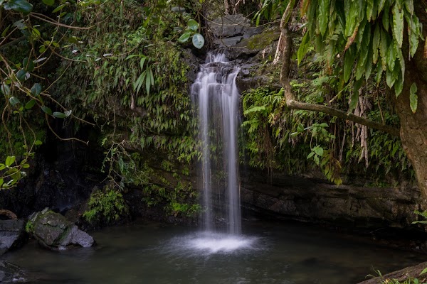 El Yunque National Forest 1