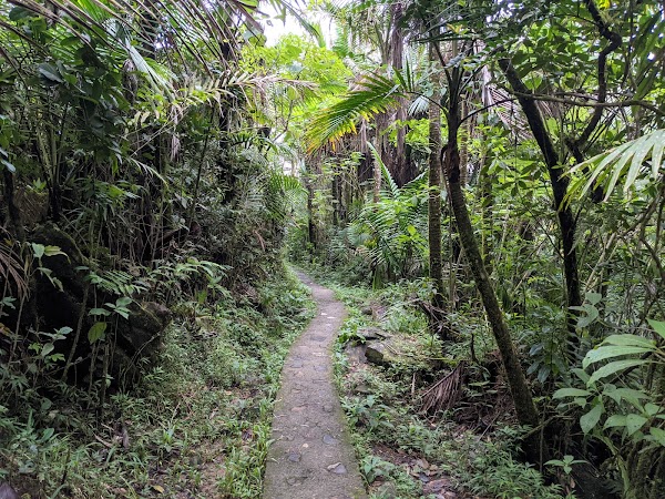El Yunque National Forest 5