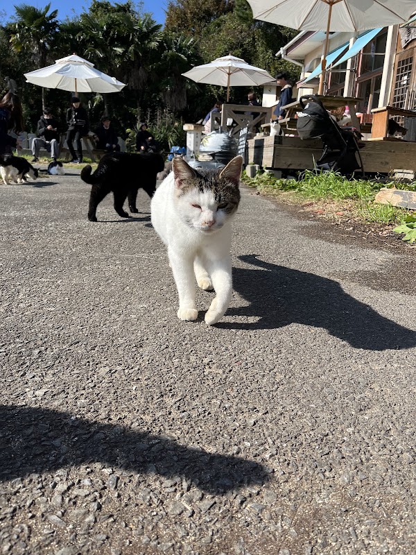 Tashirojima (Cat Island) 4
