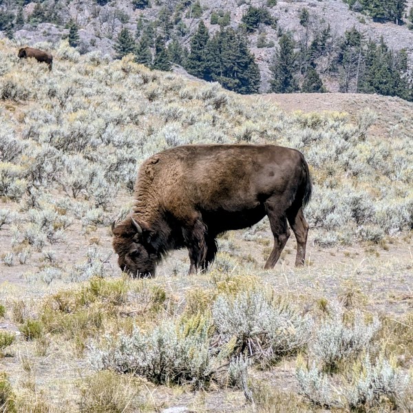Yellowstone National Park Gateway Garden 4