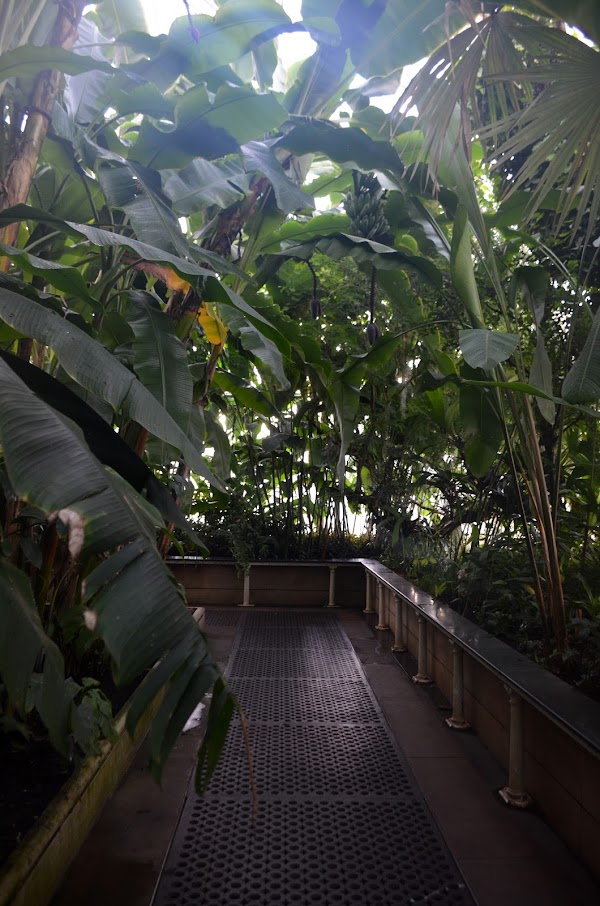Palm House 2