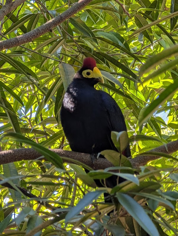 Discovery Cove Bird Aviary 5