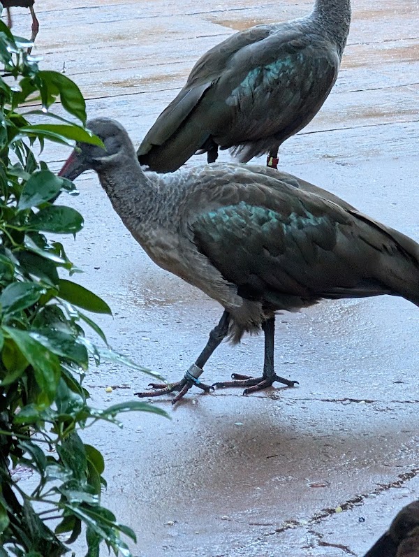 Discovery Cove Bird Aviary 4