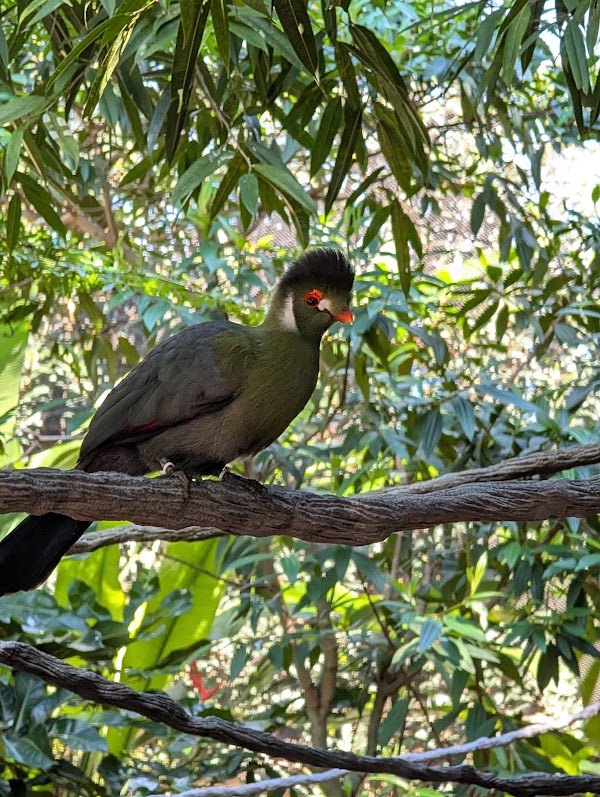 Discovery Cove Bird Aviary 3