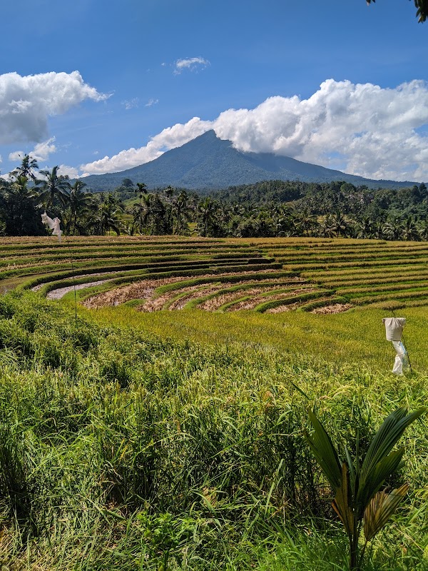 Belimbing Rice Terraces