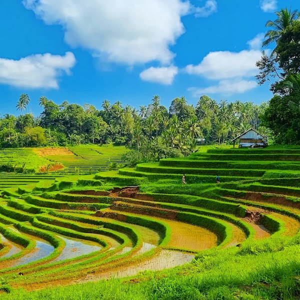 Belimbing Rice Terraces 5