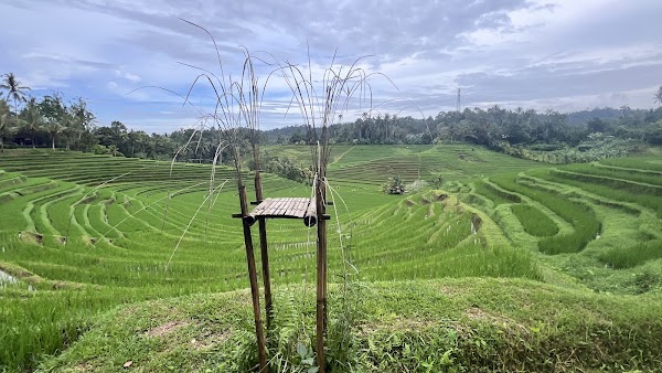Belimbing Rice Terraces 4