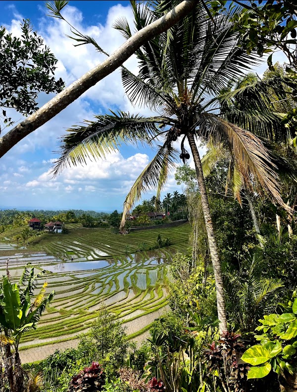 Belimbing Rice Terraces 3