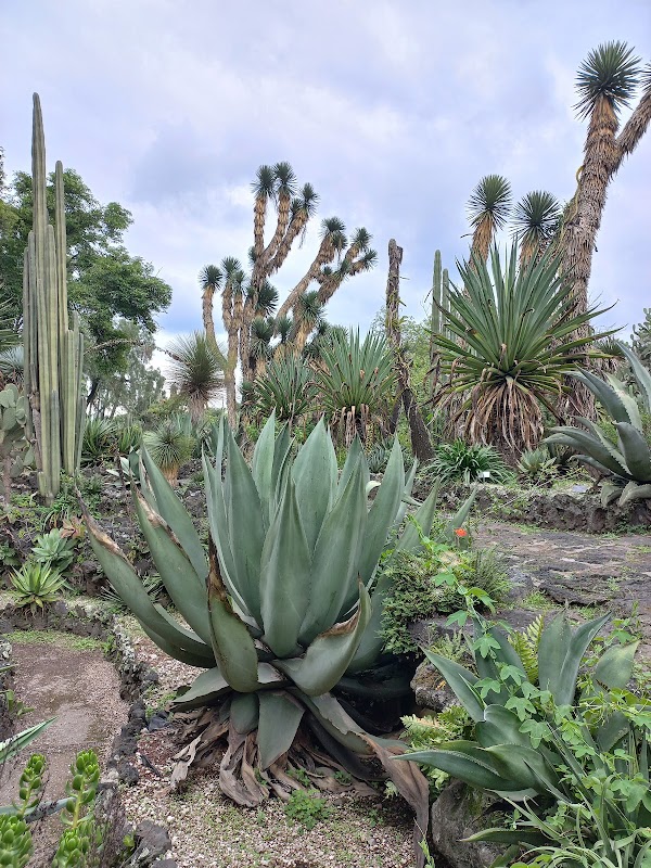 UNAM Botanical Garden