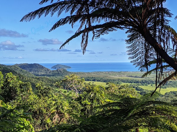 Daintree Rainforest 2