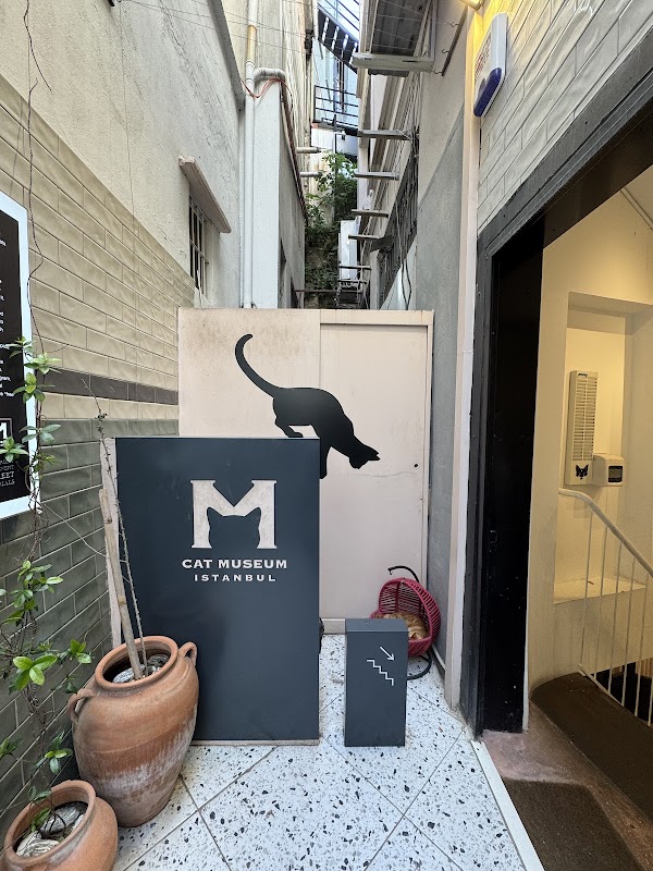 Cat Museum Istanbul 5