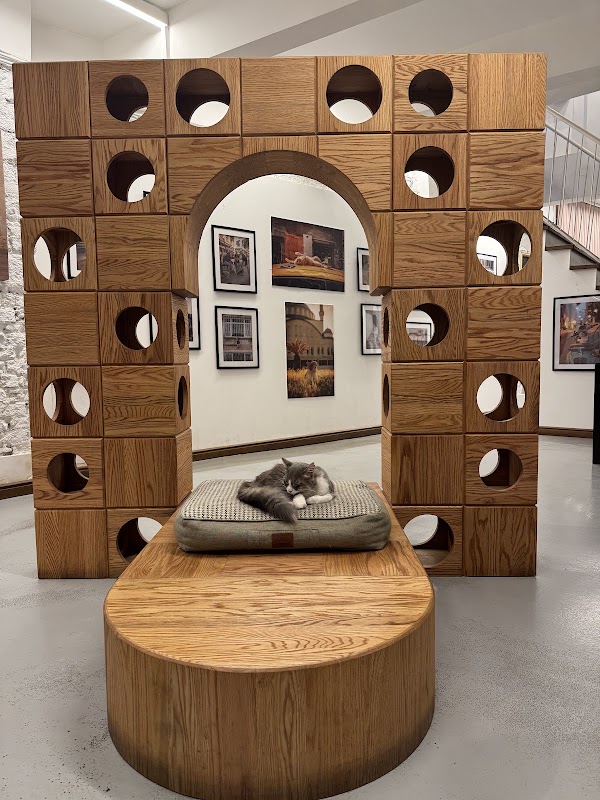 Cat Museum Istanbul 3