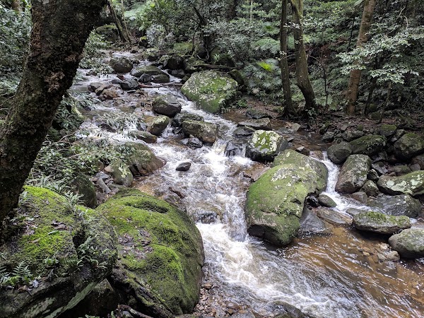 Minnamurra Rainforest Centre 4