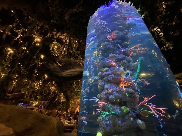 Rainforest Cafe 4