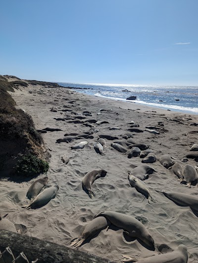 Piedras Blancas Friends of the Elephant Seal