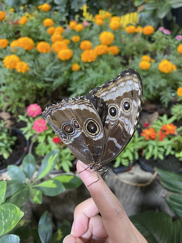 Dubai Butterfly Garden 4