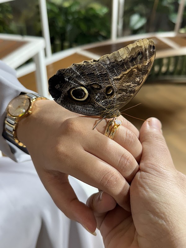 Dubai Butterfly Garden 2
