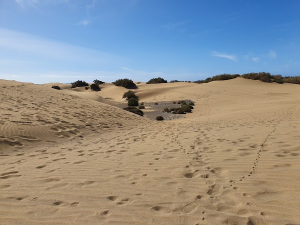 Dunas de Maspalomas 4