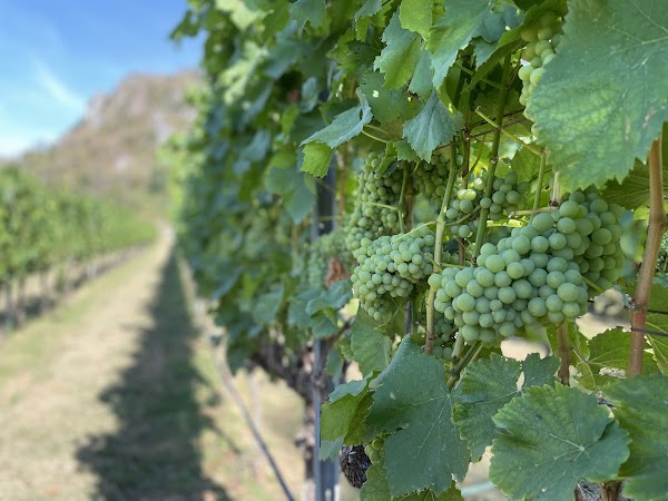 GranMonte Vineyard and Winery 4