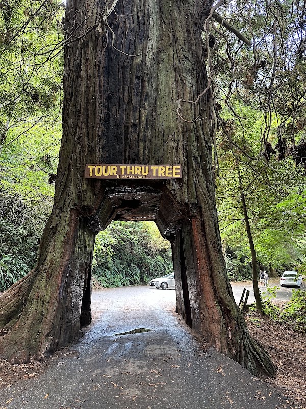 Klamath Tour Thru Tree