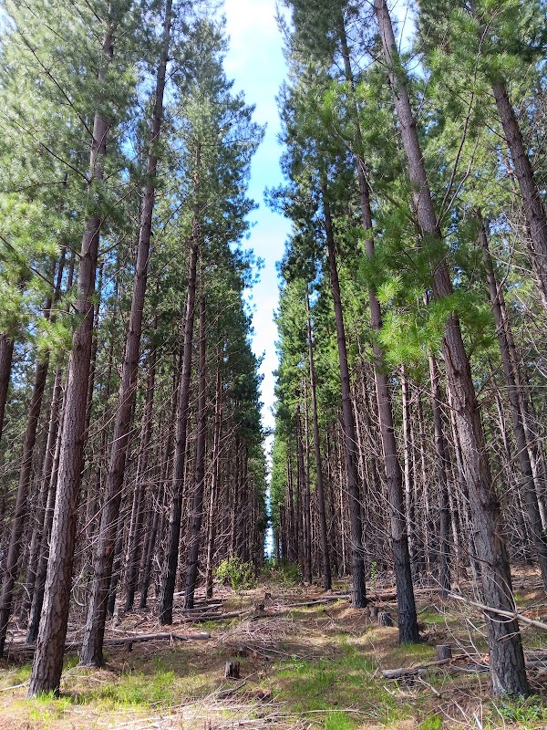 Kuitpo Forest Reserve 1