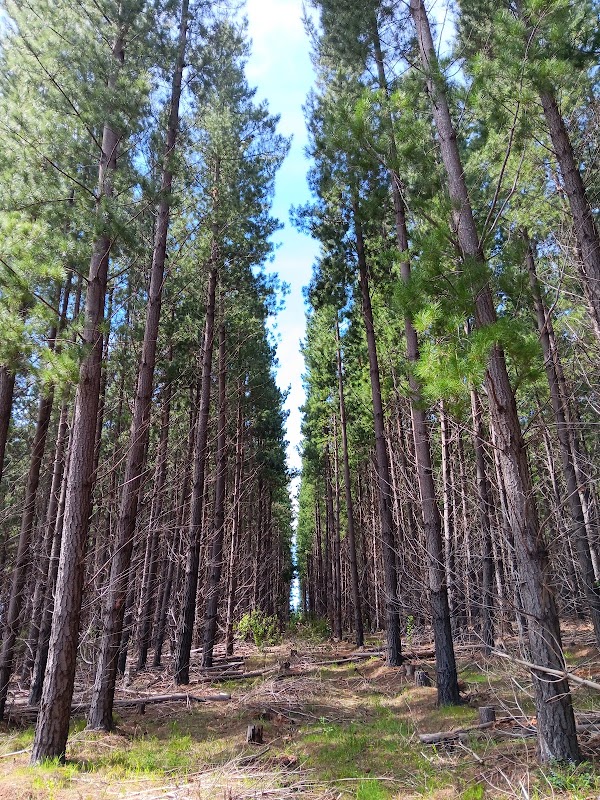 Kuitpo Forest Reserve 5