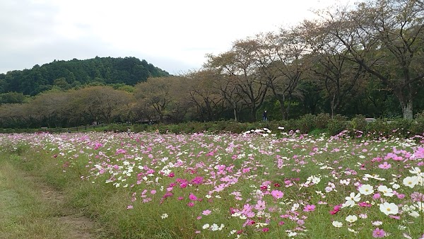 Kinchakuda 3