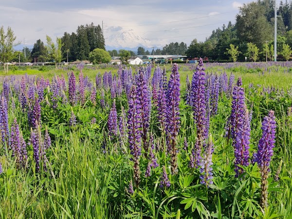 Van Lierop Park