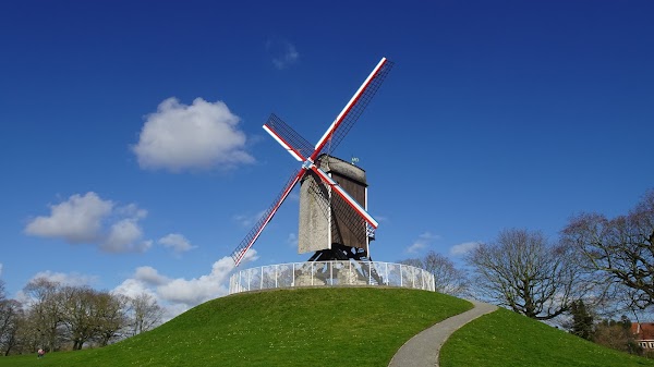 Windmill The New Parrot 1