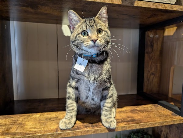 The Scratching Post Cat Cafe