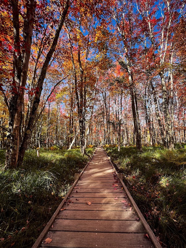 Jesup Path and Hemlock Path Loop