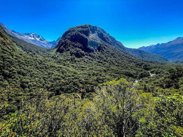 Nz 40