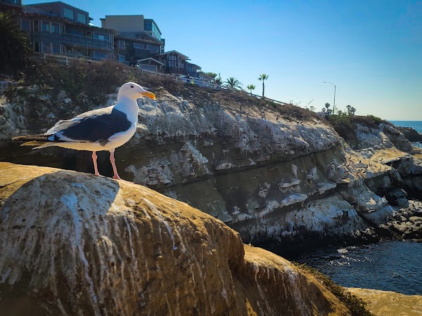 La Jolla 2