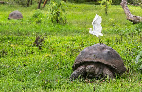Galápagos Islands 1