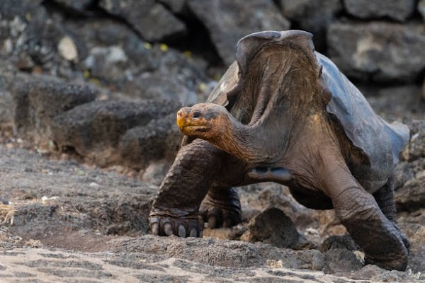 Galápagos Islands 5