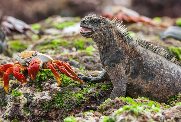 Galápagos Islands 4