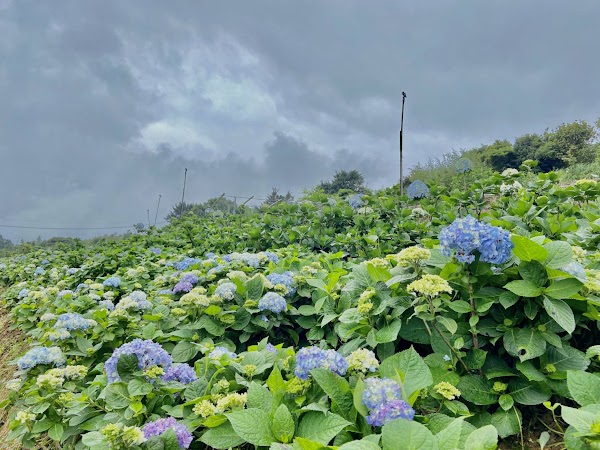 高家繡球花田-萬里第三園區2026年預計4月底開始至10月底