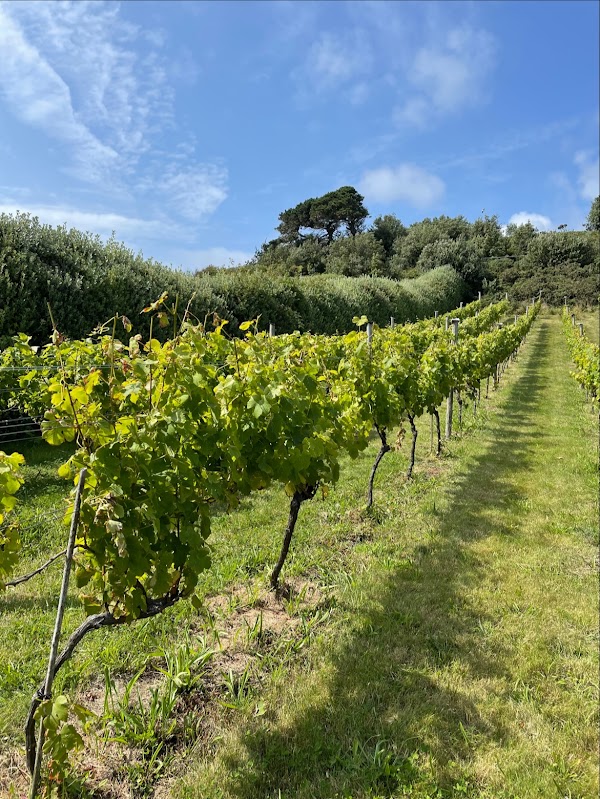 St Martin's Vineyard and Winery 1