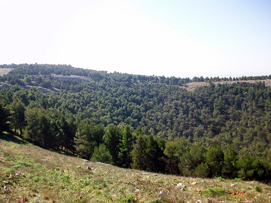 Pulicchio di Gravina