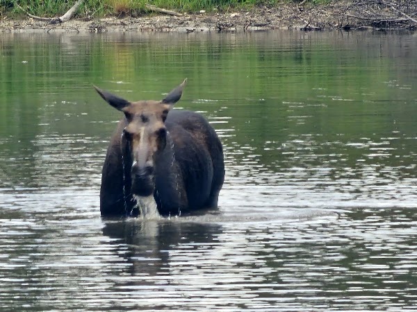 Moose Ponds Loop Trail