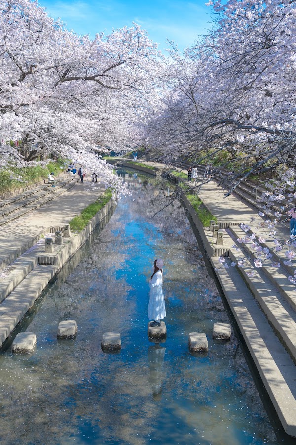 Motoara River Cherry Blossom Avenue